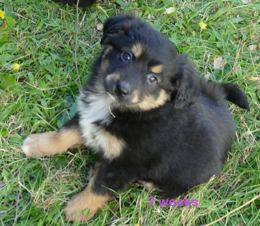 FR-Daisey Black Tri Female – long tail