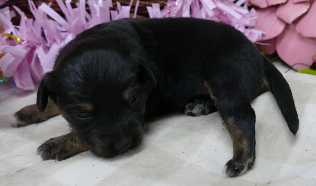 FR-Daisey Black Tri Female – long tail