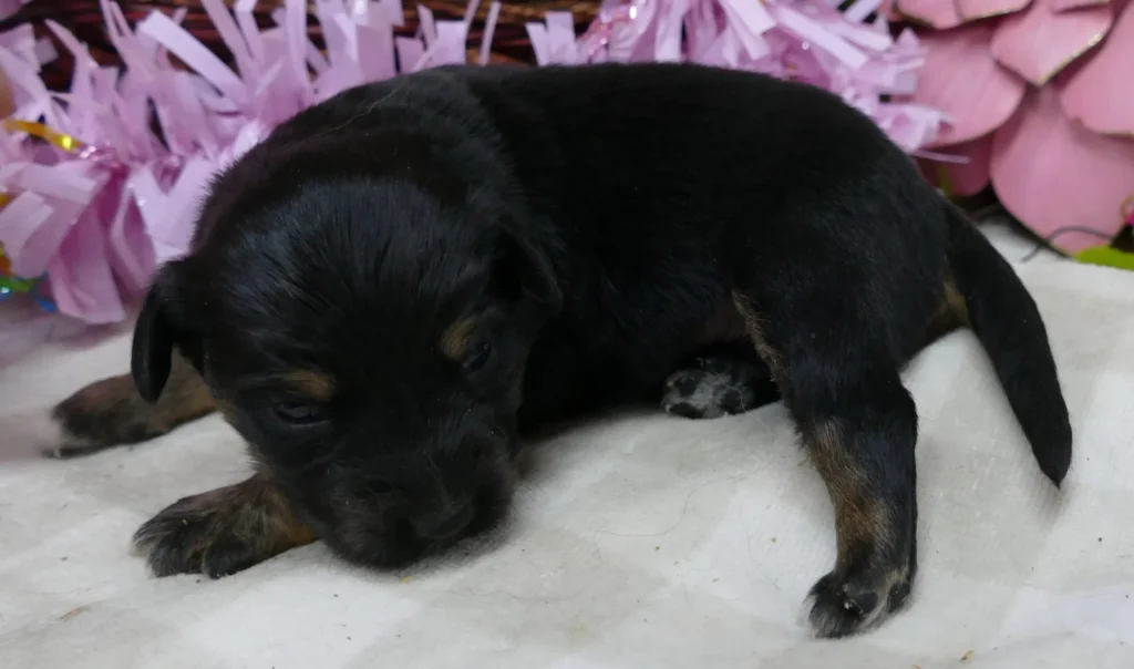FR-Daisey Black Tri Female – long tail
