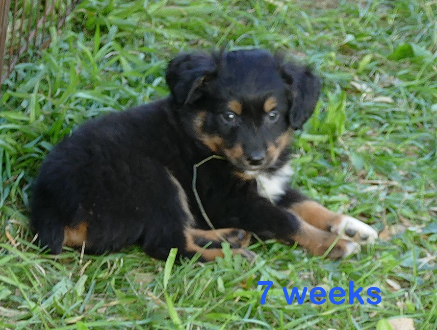 FR-Daisey Black Tri Male Natural Tail