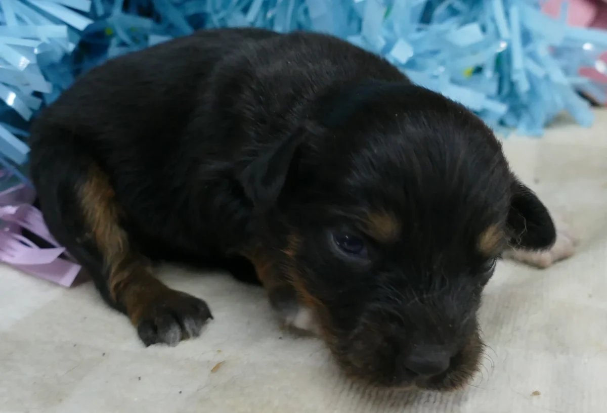 FR-Daisey Black Tri Male Natural Tail