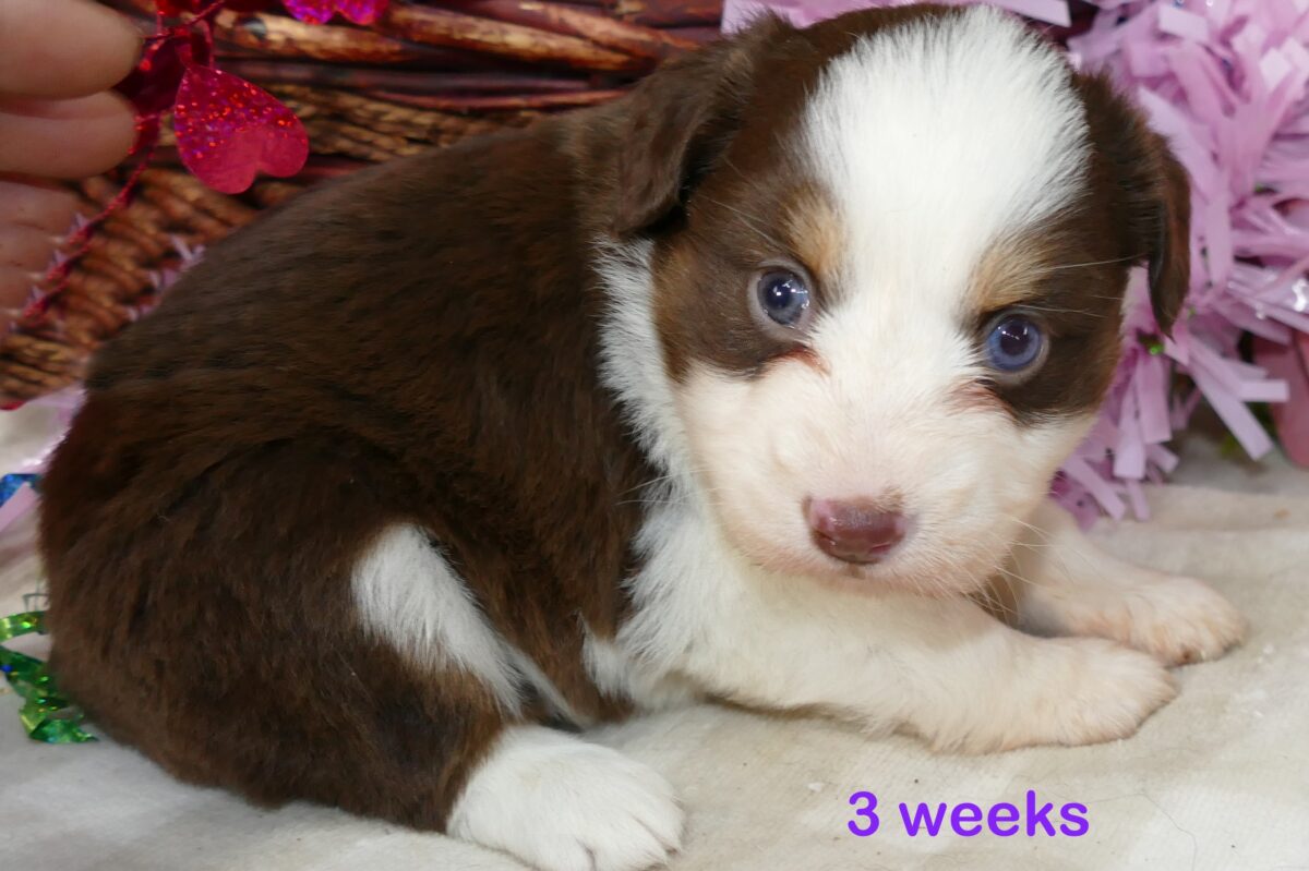 FR-Daisey Red Tri Female 1 Natural Bob Tail