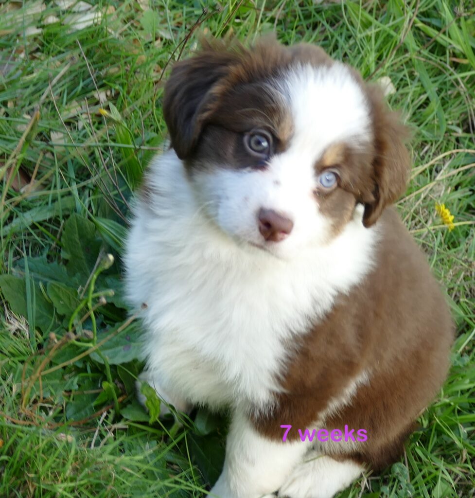 FR-Daisey Red Tri Female 1 Natural Bob Tail