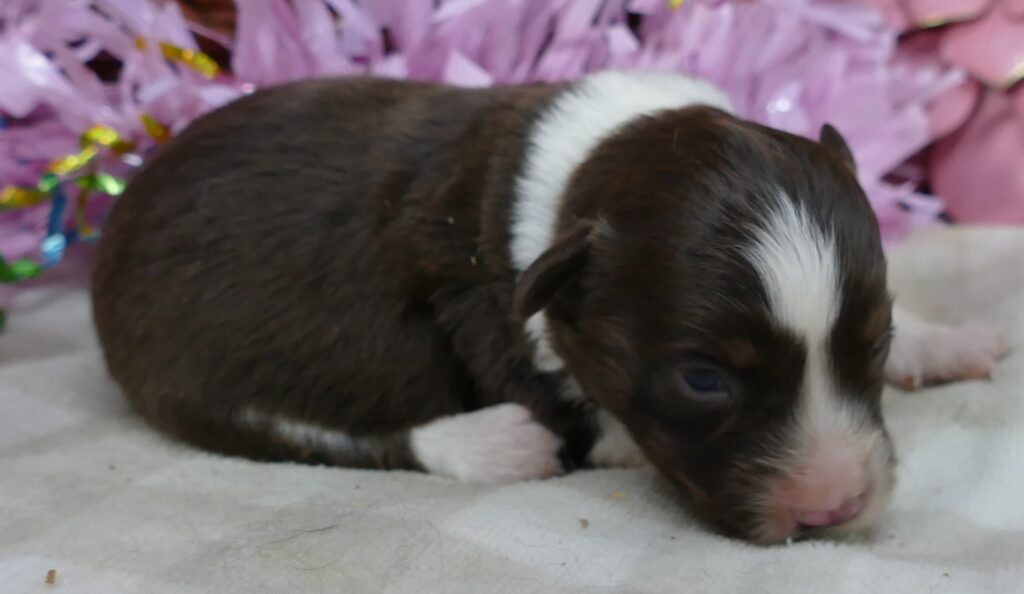 FR-Daisey Red Tri Female 2 Natural bob Tail