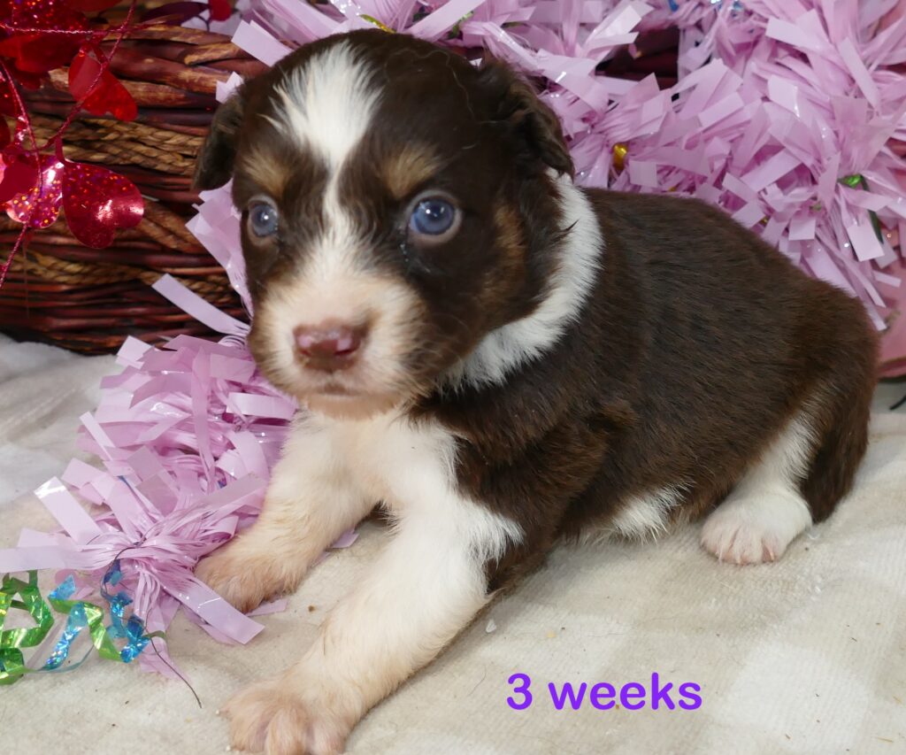 FR-Daisey Red Tri Female 2 Natural bob Tail