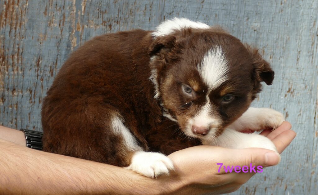 FR-Daisey Red Tri Female 2 Natural bob Tail