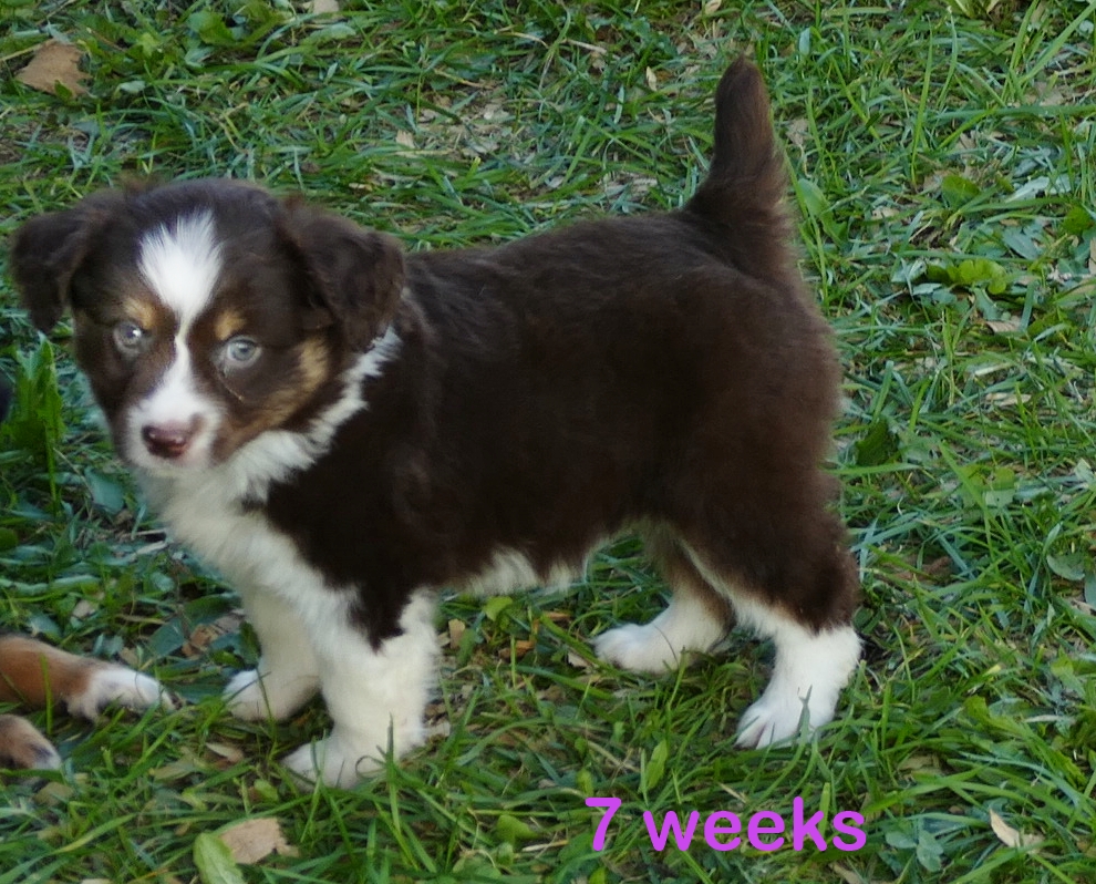 FR-Daisey Red Tri Female 2 Natural bob Tail