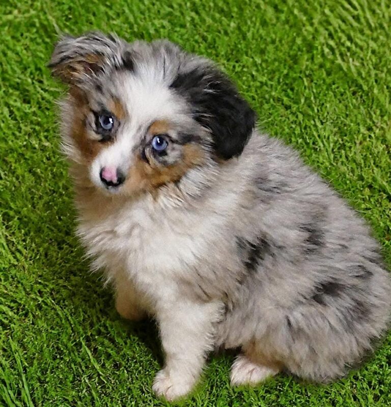 Toy Aussies
