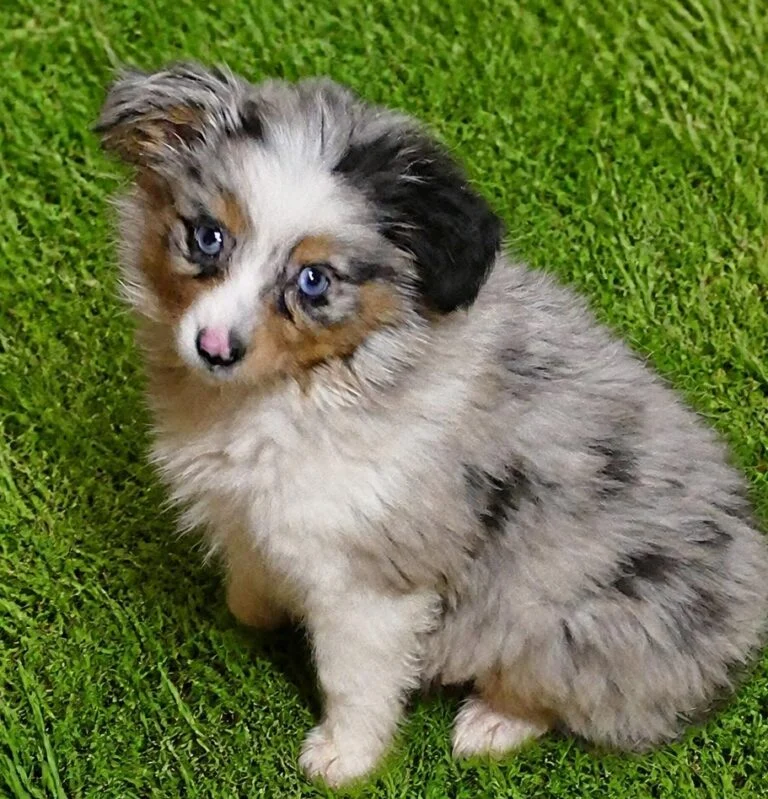 Toy Aussies
