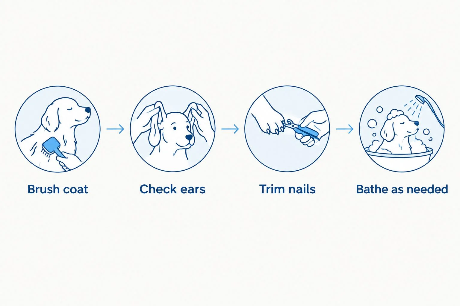Four-step grooming routine diagram for a Toy Australian Shepherd