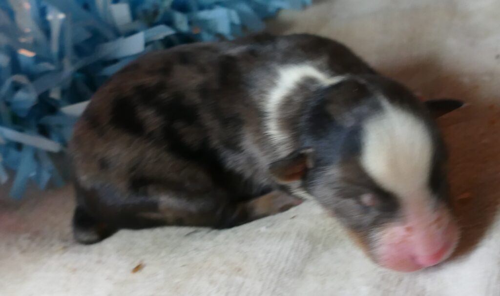 Lil daisey-red LITTER – Dad Elvis
