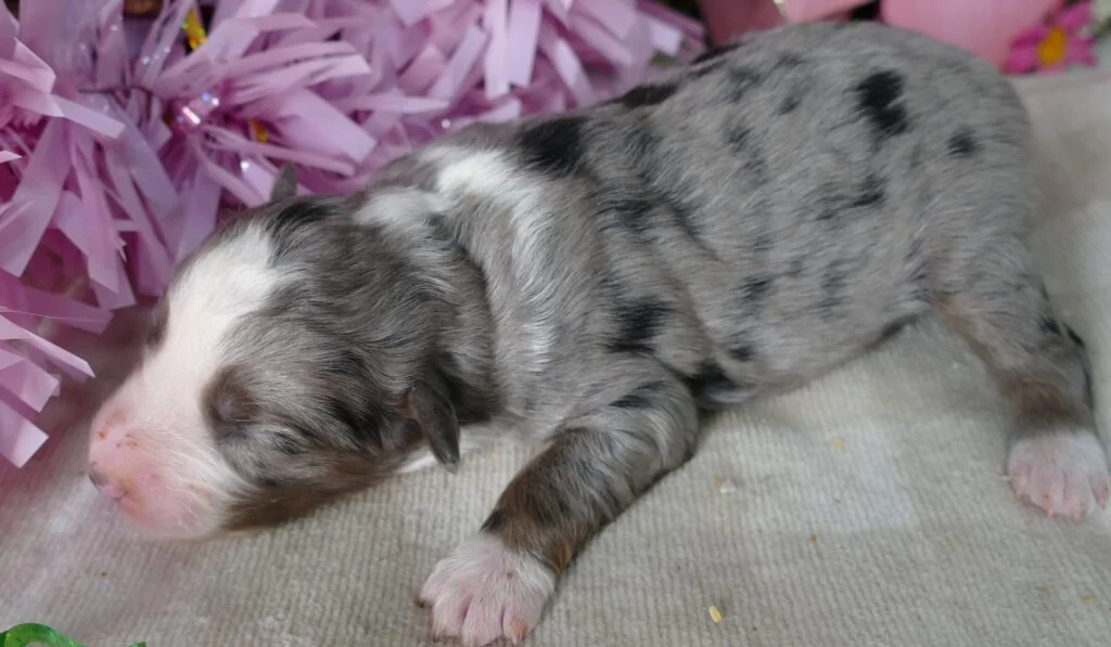 Mistyblue blue merle female