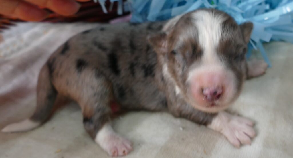 Mistyblue Blue Merle Male natural long tail