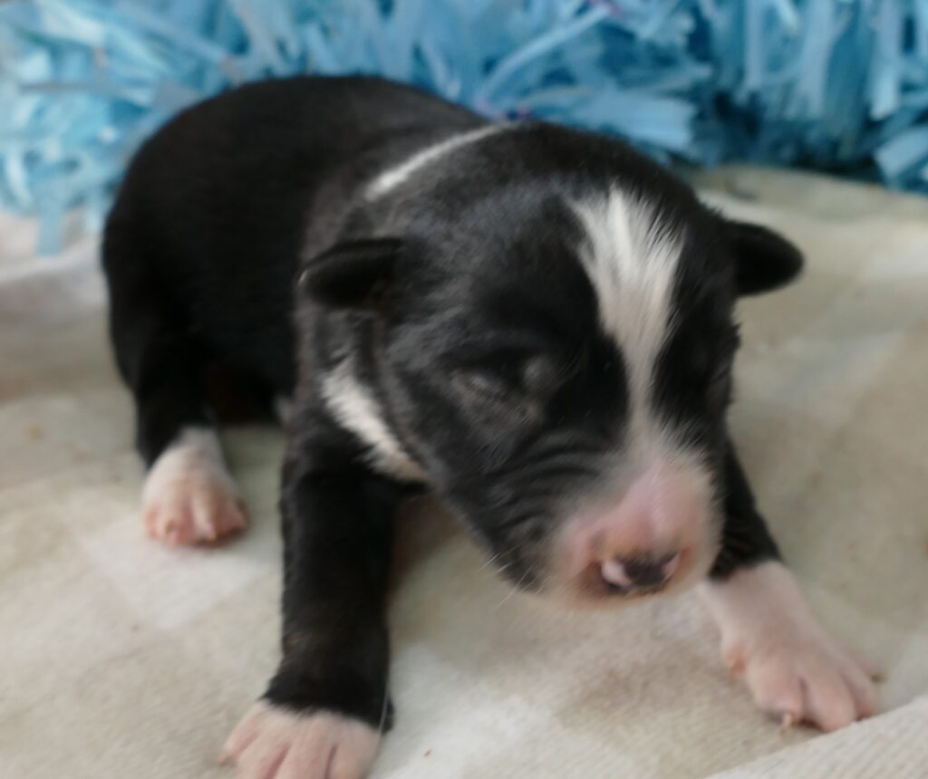 Mistyblue Black Tri Male natural bob tail