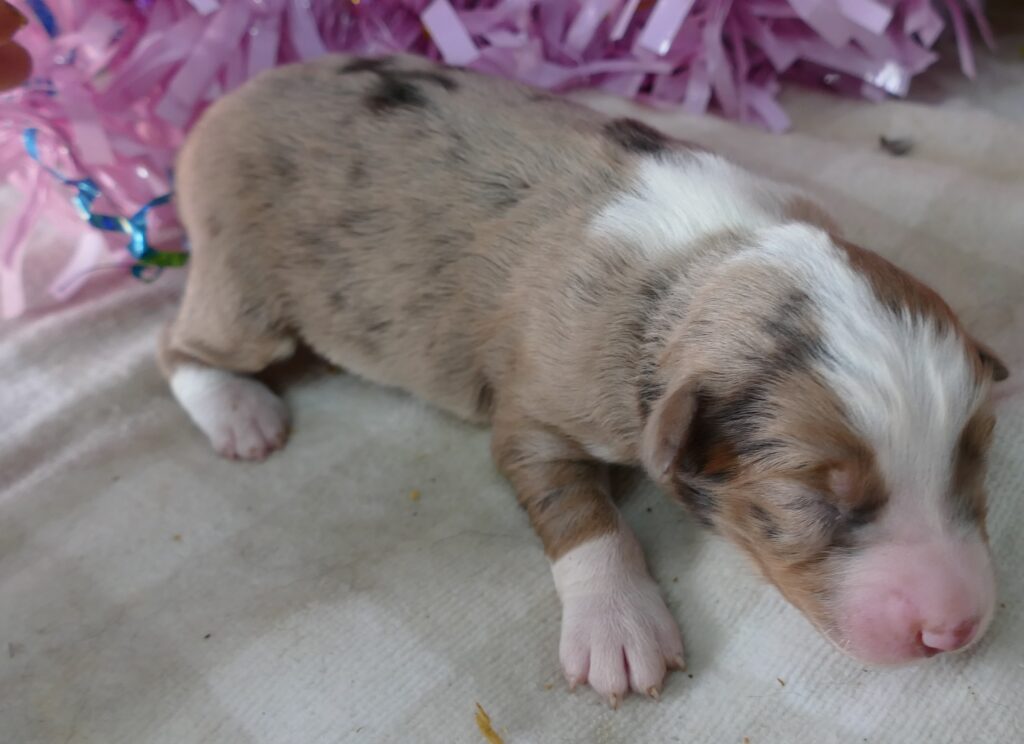 MistyBlue red merle female 1