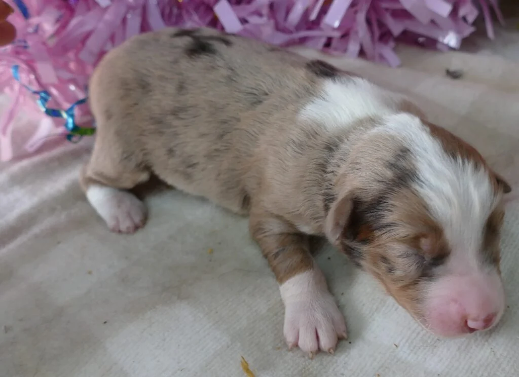 MistyBlue red merle female 1