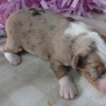 d mistydawn 1026 rmf1