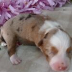 d mistydawn 1026 rmf2