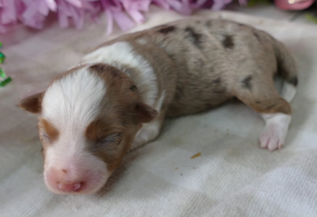 MistyBlue Red Merle Female 2
