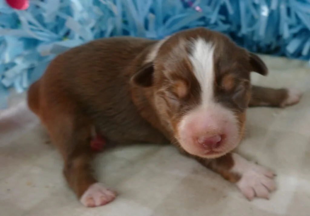 MistyBlue Red Tri Male